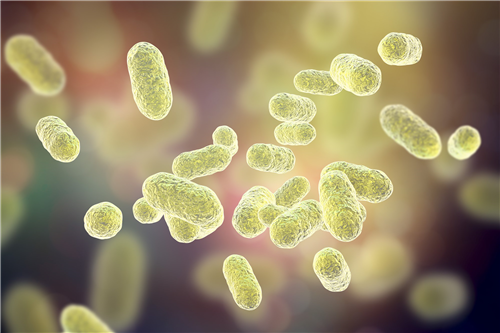 Hertfordshire Local Section:  Bacteria: Plants’ little helpers, by Susan Mosquito, PhD